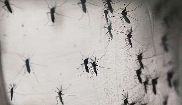 Europäische Forscher haben Antikörper gegen das Zika-Virus entdeckt