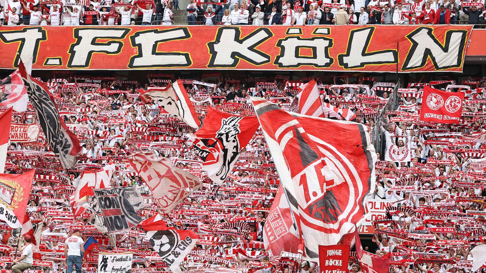 1. FC Köln Fans